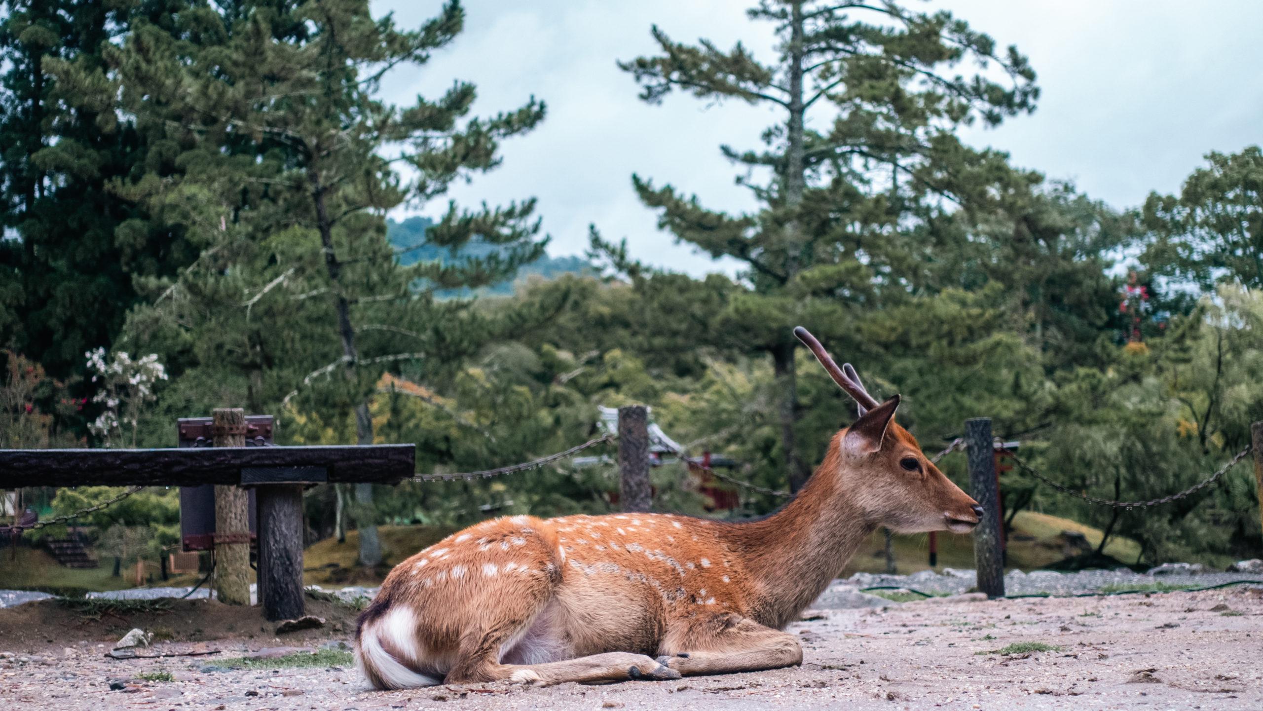 Nara Park